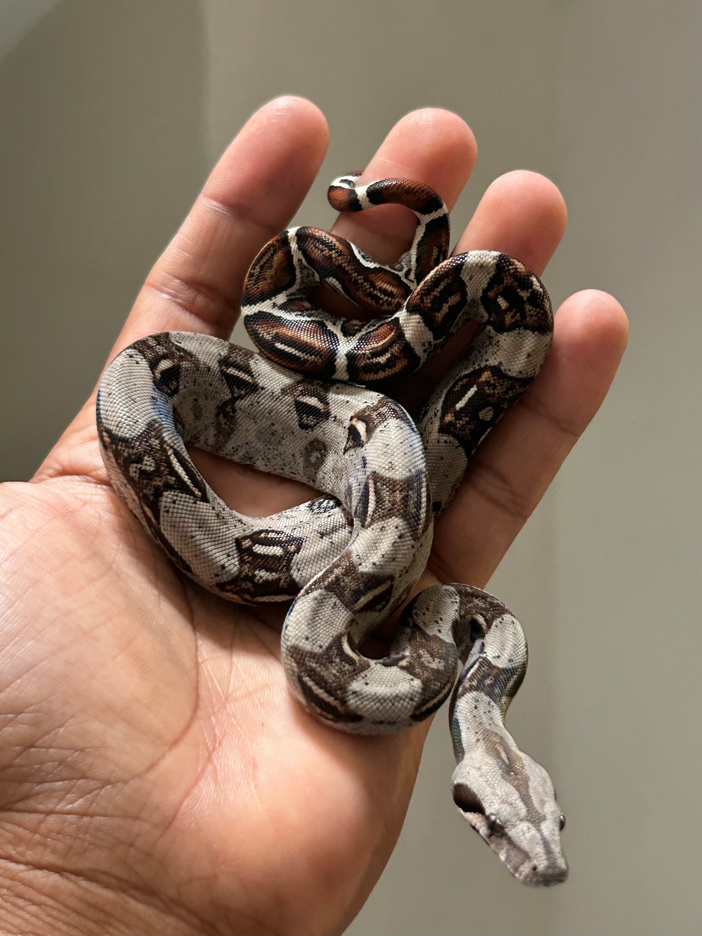 Boa colombiana Nominal macho