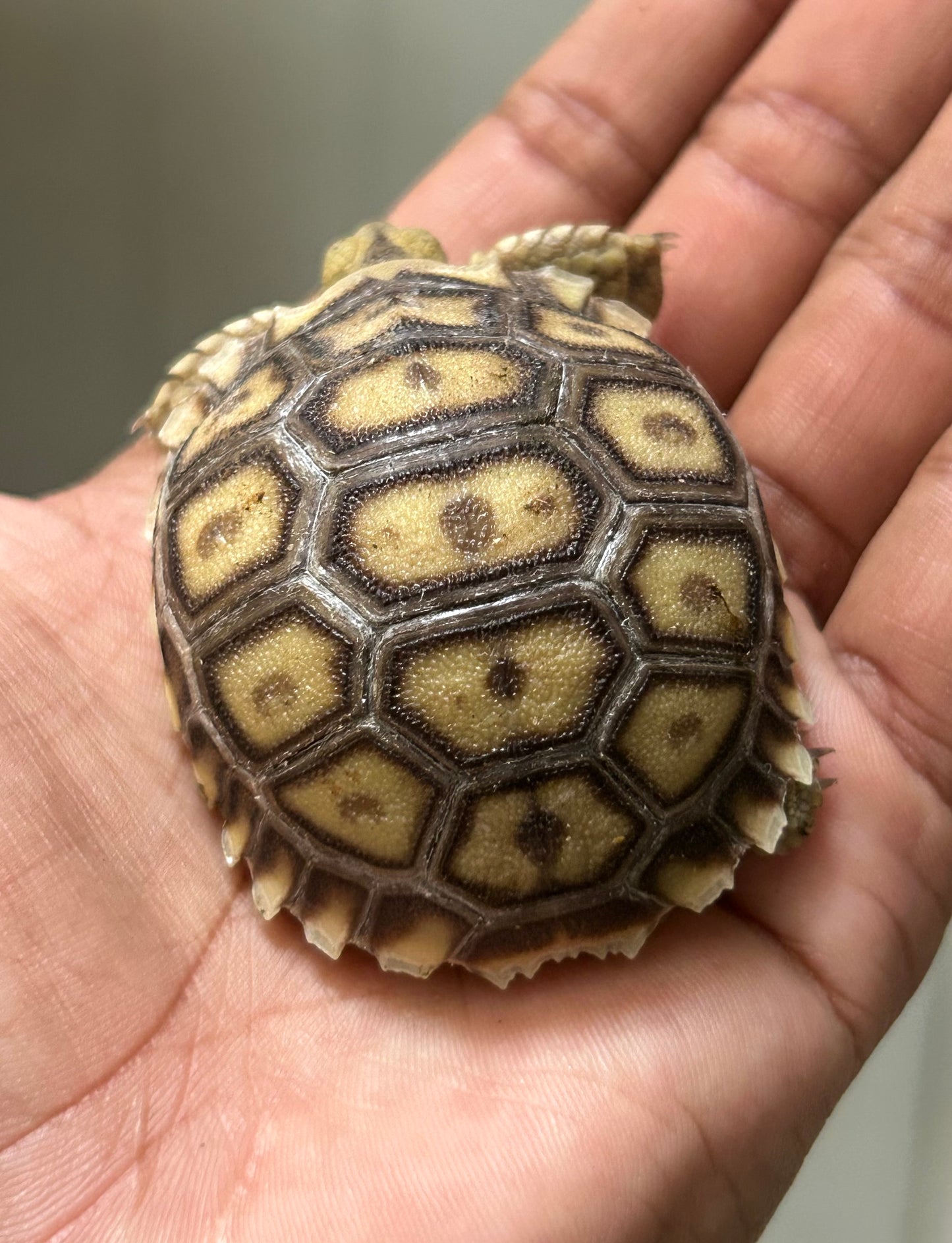 Tortuga sulcata cría