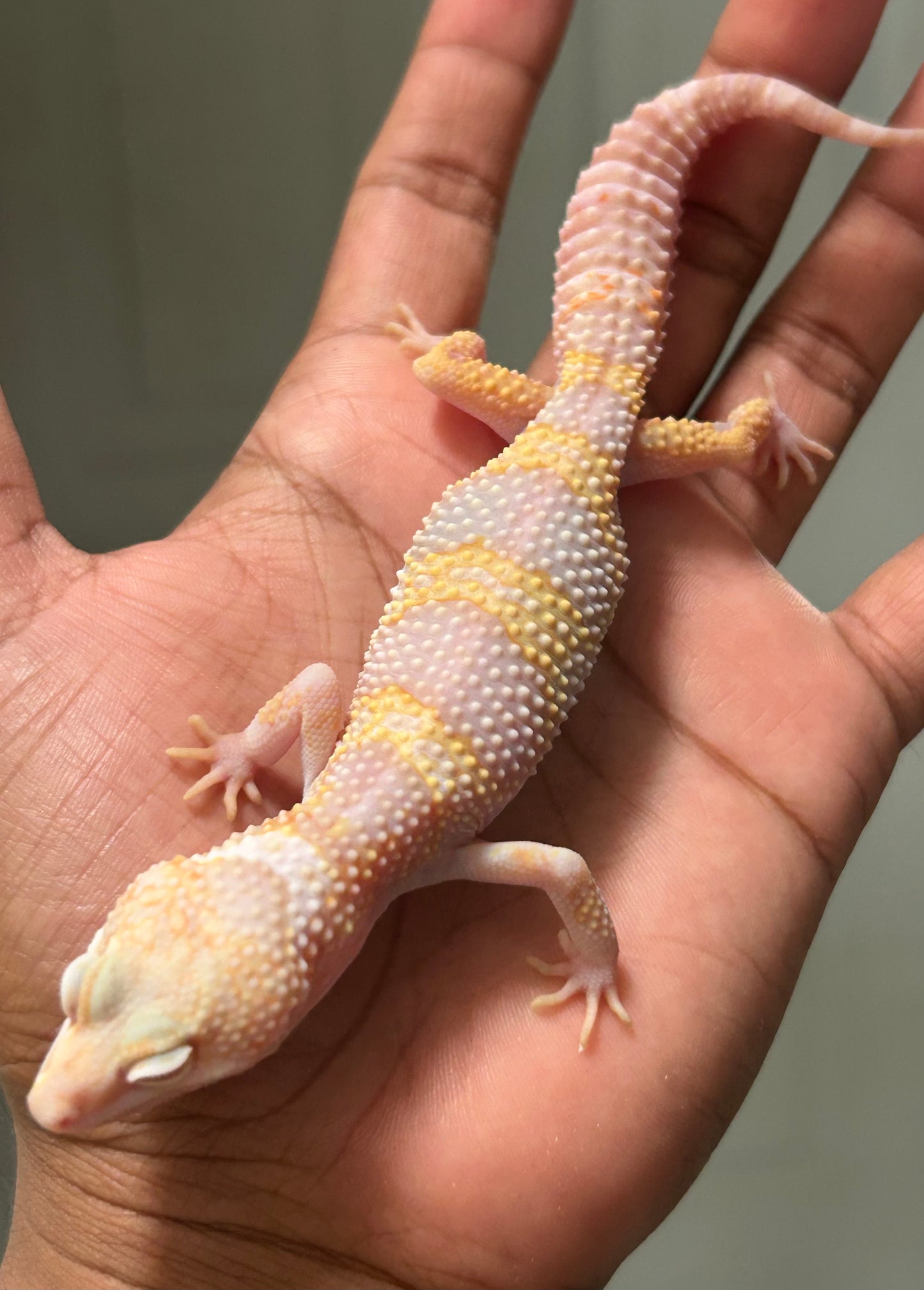 Gecko leopardo Snow tremper het eclipse macho