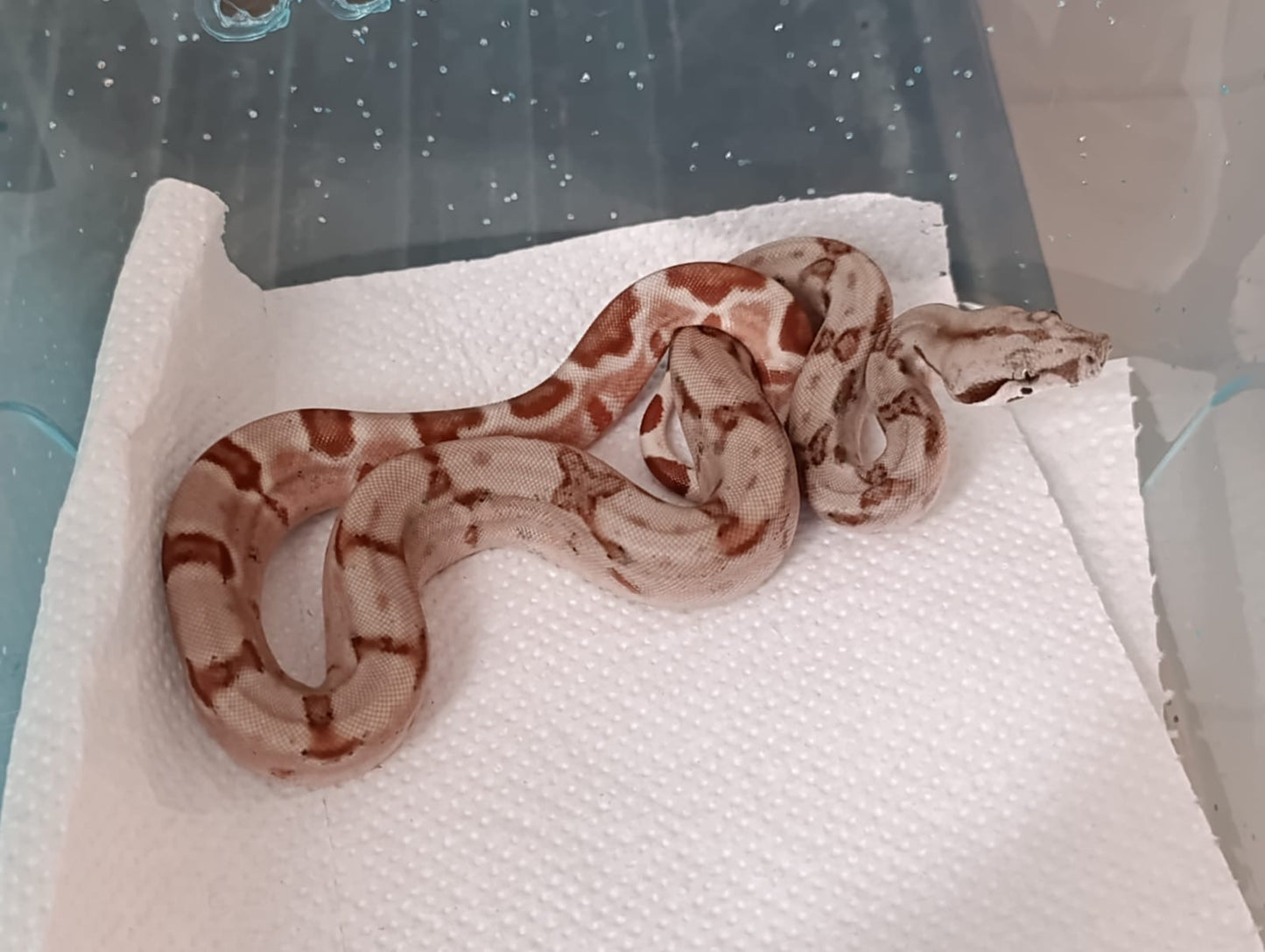 Boa colombiana Super Hypo hembra