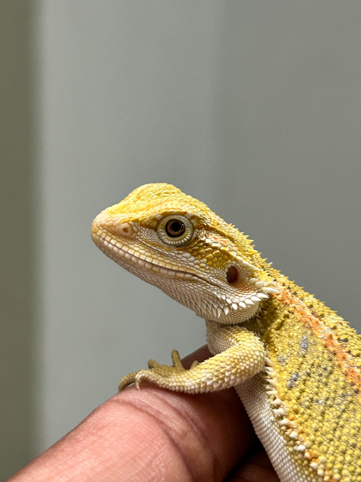 Pogona Citrus hypo macho