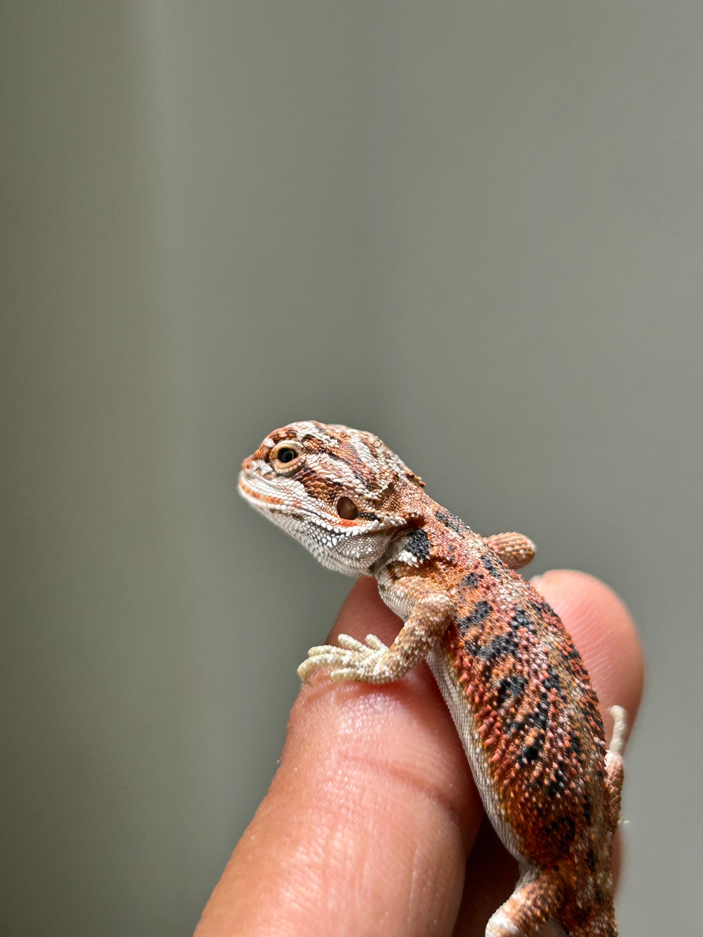 Pogona Red hypo hembra