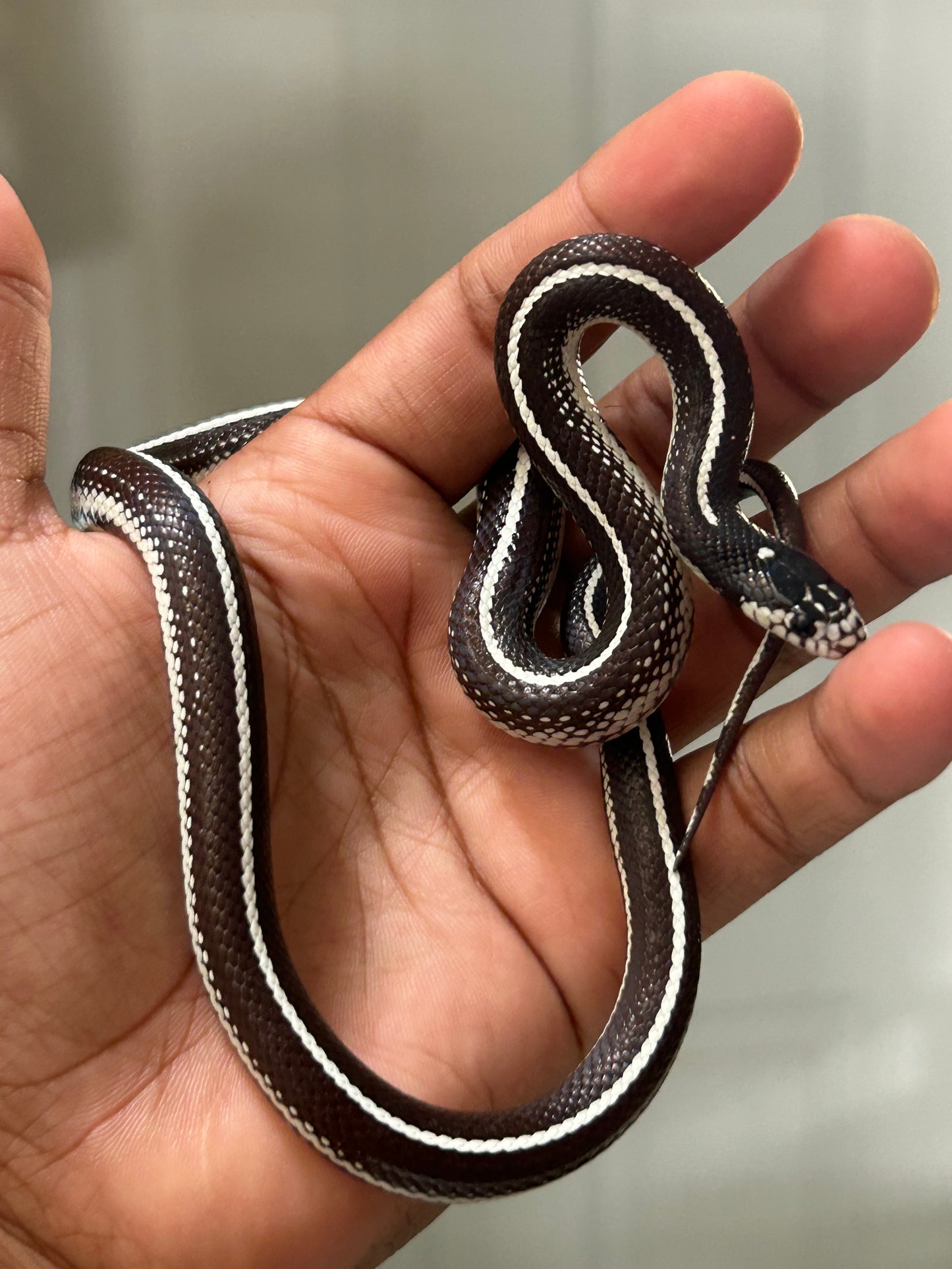 Serpiente Rey de California stripe hembra