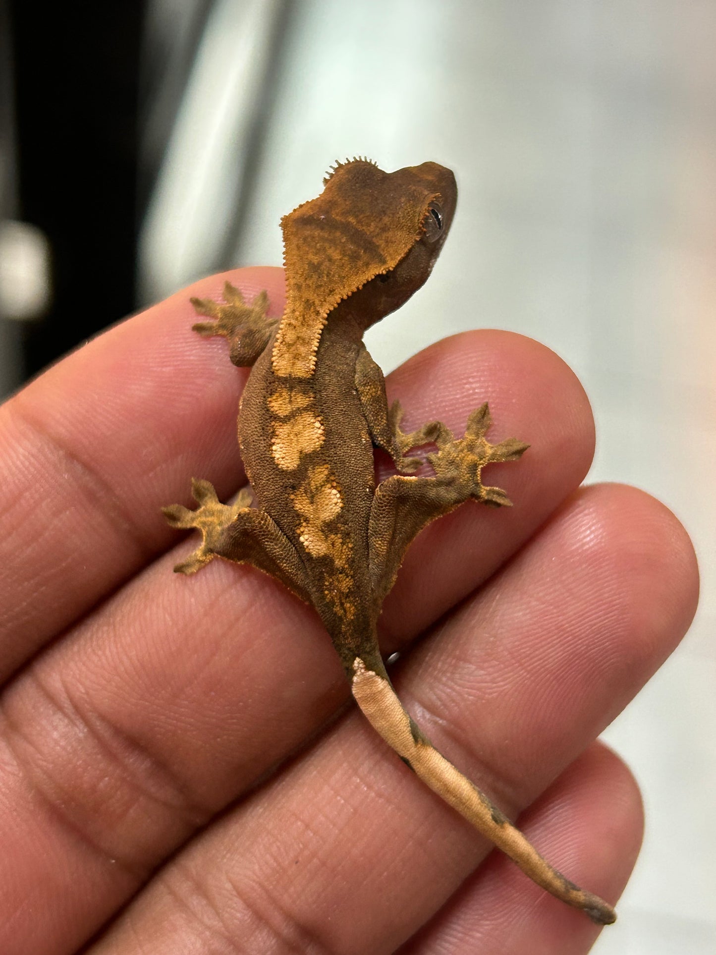 Gecko crestado harlequin