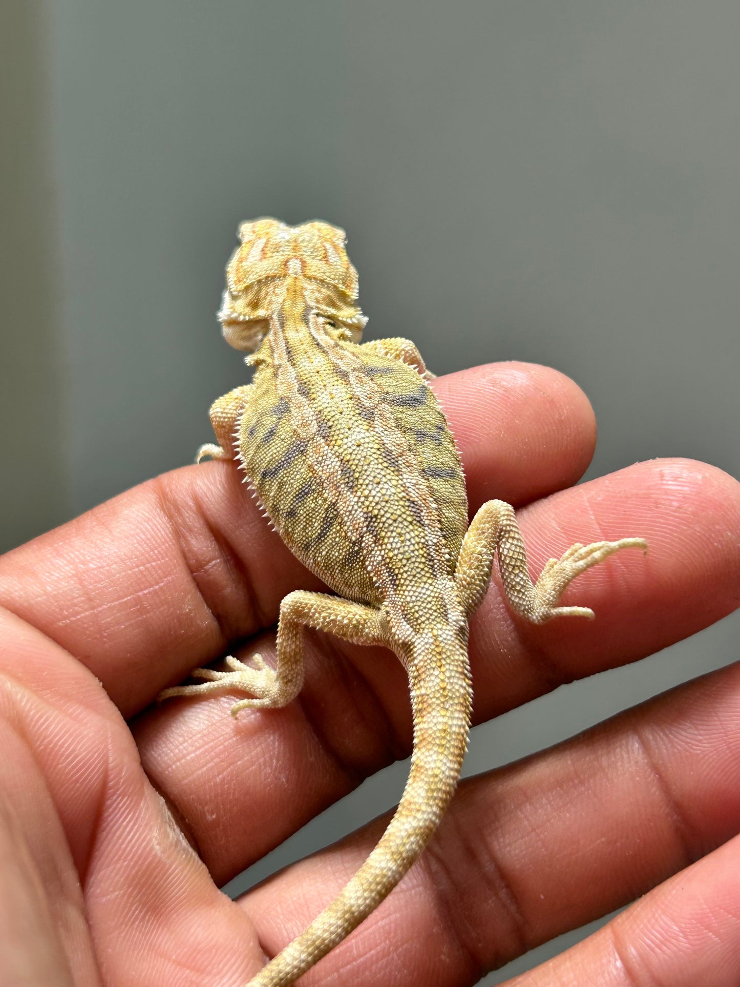 Pogona Citrus Hypo leatherback macho