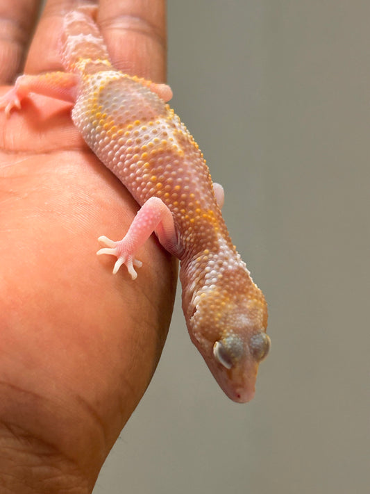 Gecko leopardo W&Y snow raptor hembra