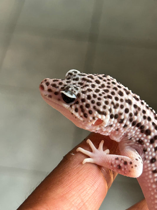 Gecko leopardo Super snow macho