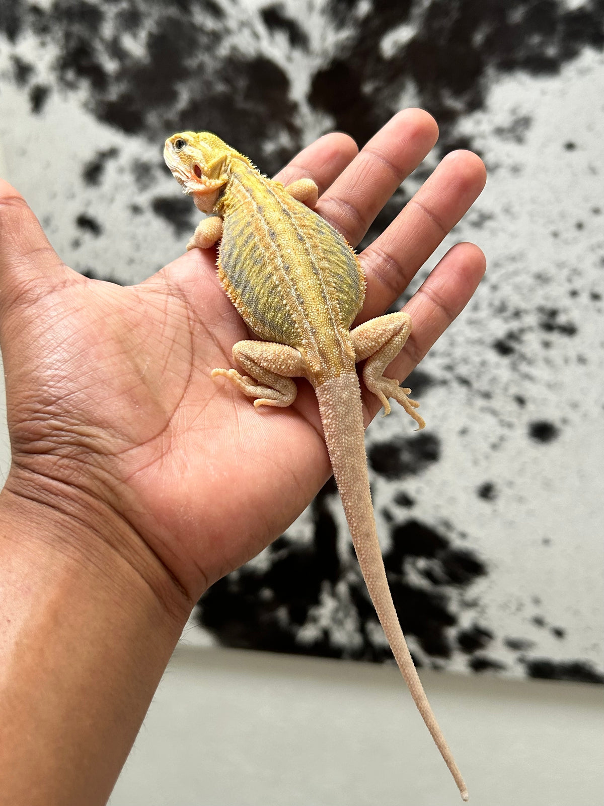 Pogona Citrus hypo trans leatherback dunner hembra