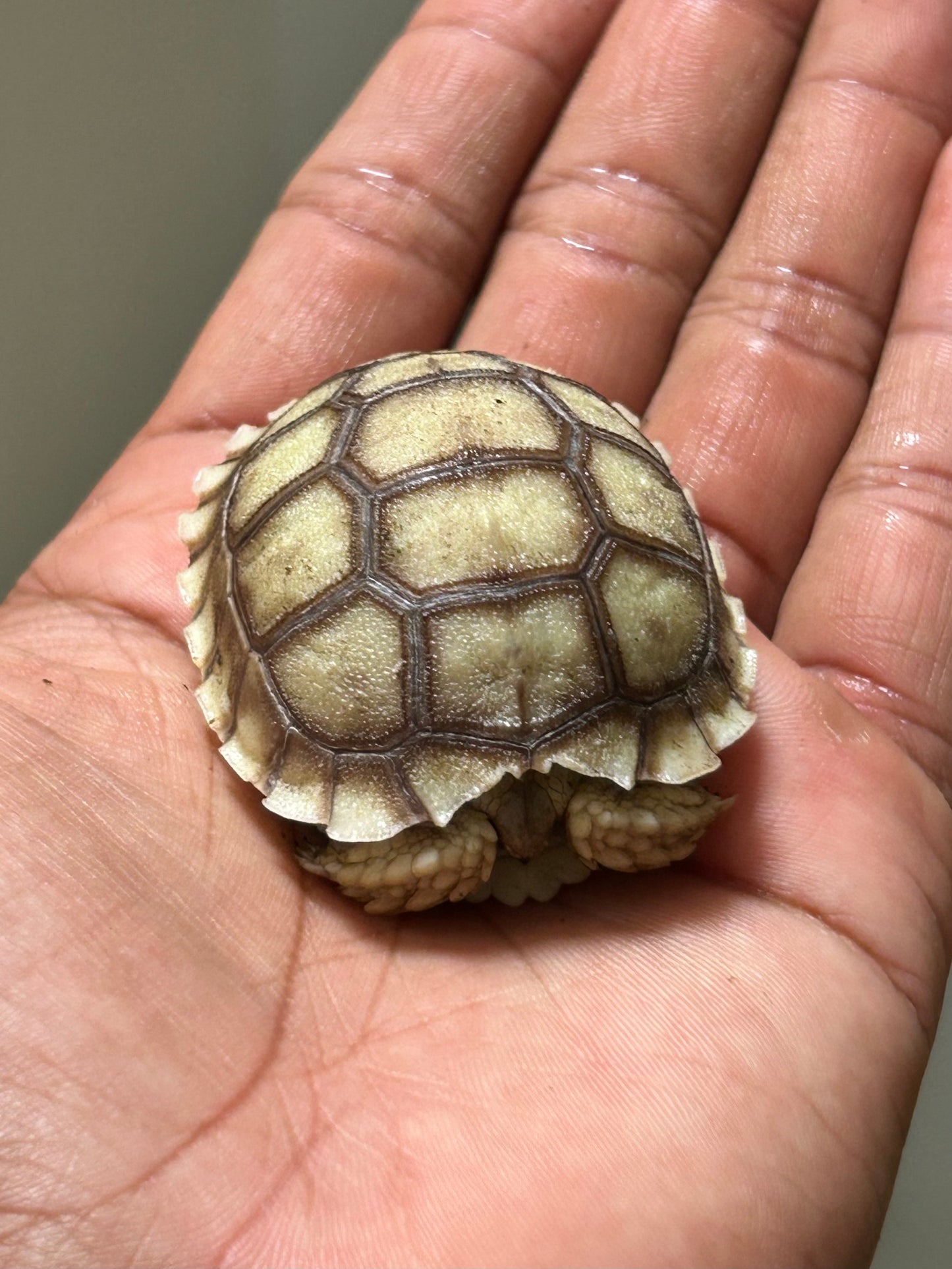 Tortuga sulcata cría