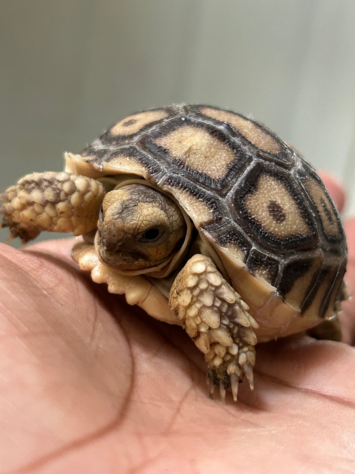 Tortuga sulcata cría