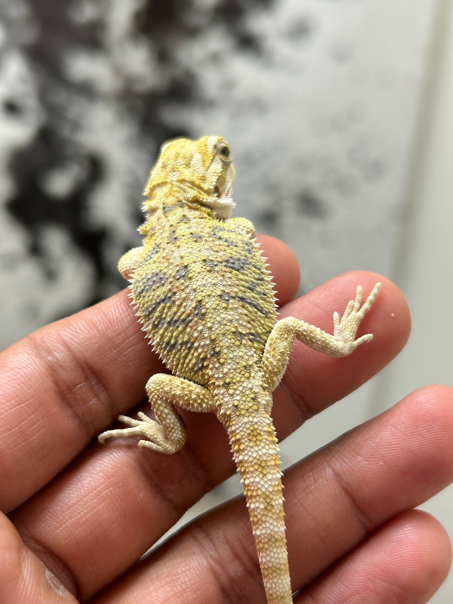 Pogona Citrus hypo hembra