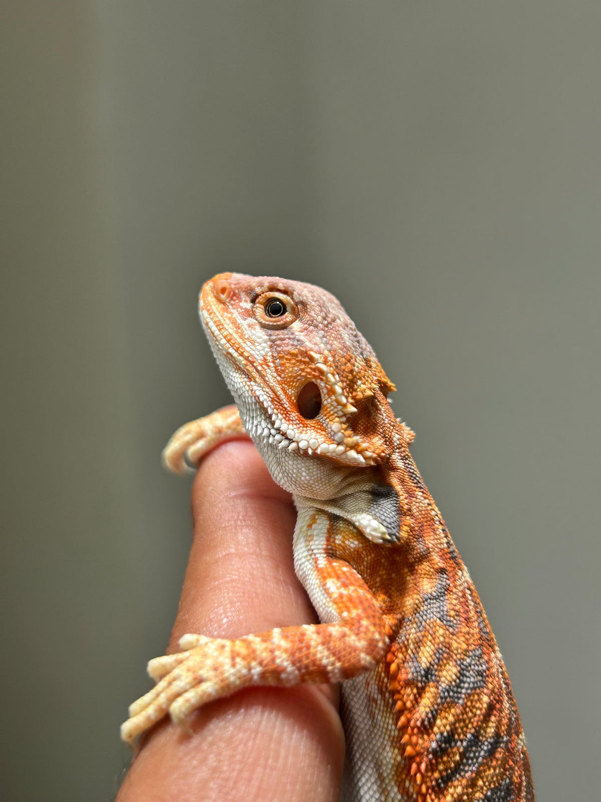 Pogona Chamuco leatherback hypo macho