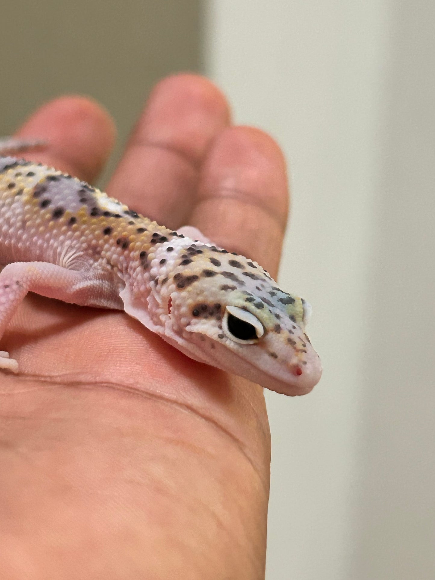 Gecko leopardo W&Y snow eclipse macho