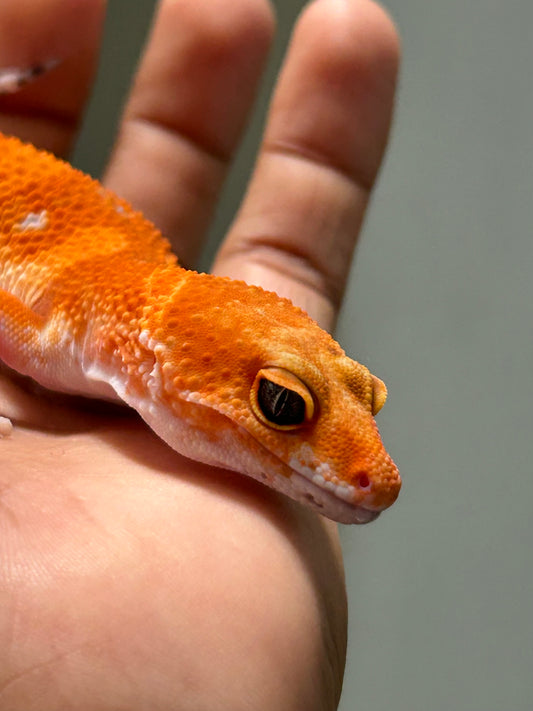 Gecko leopardo Blood inferno macho