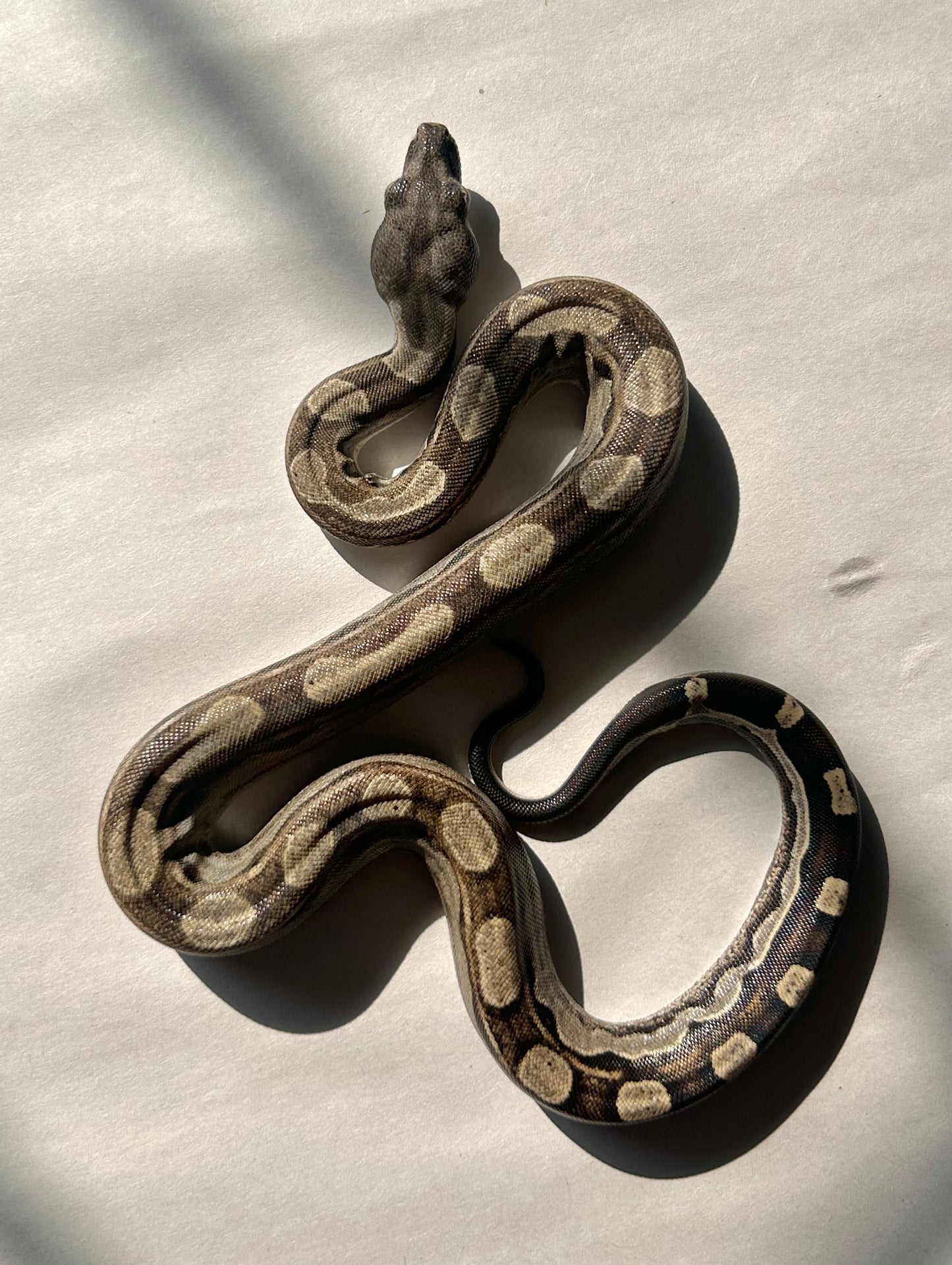 Boa Motley hembra