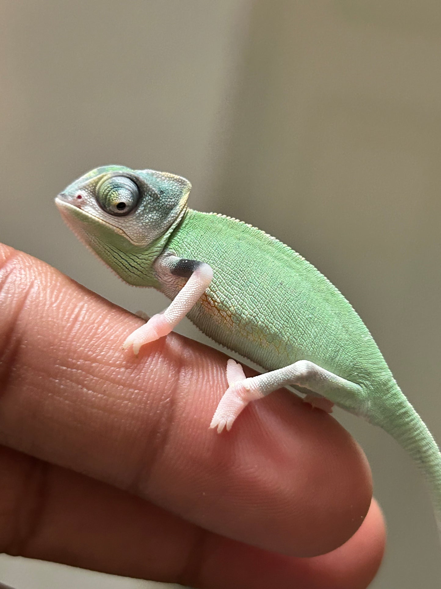 Camaleón de velo high pied macho cría