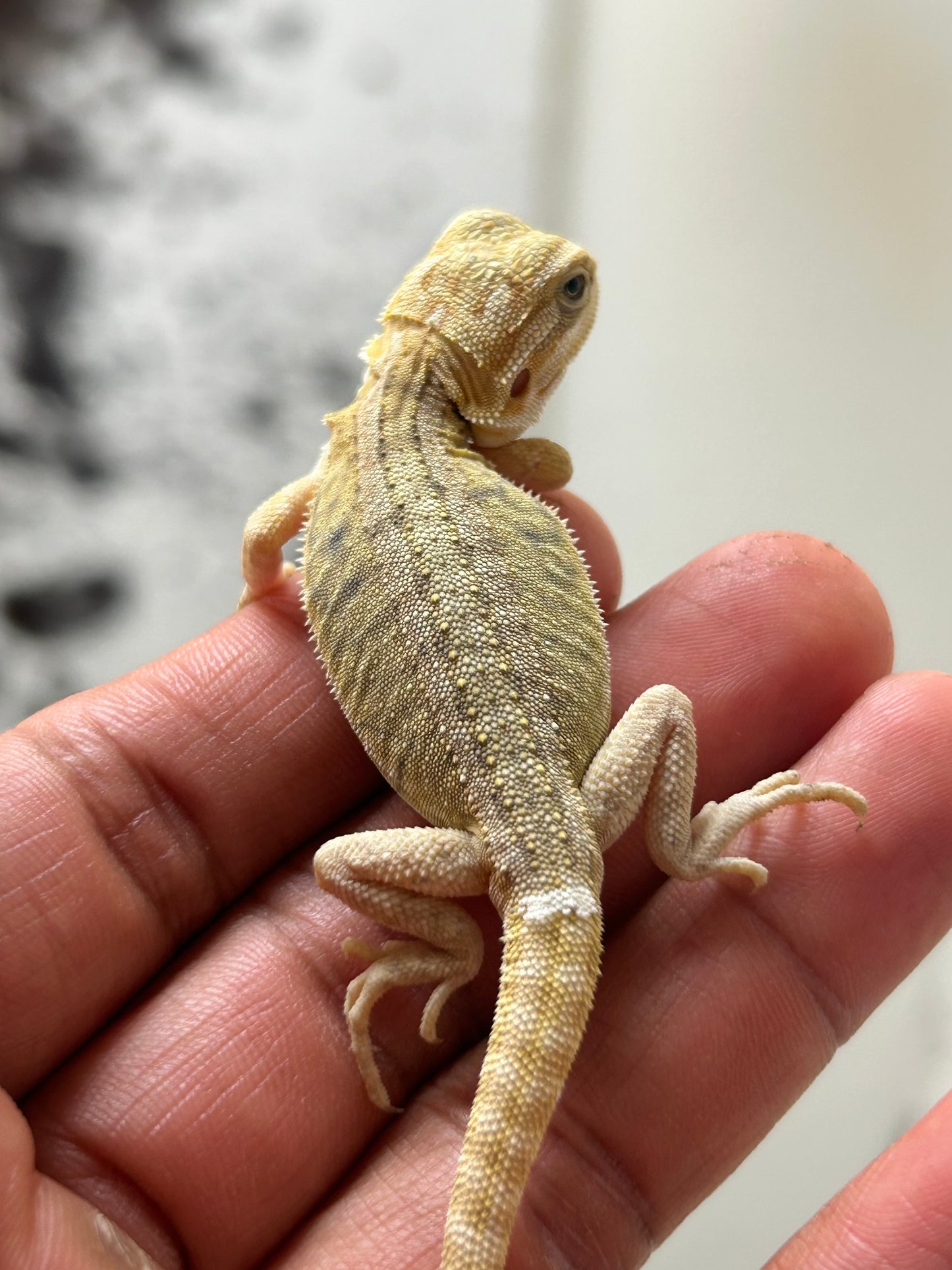 Pogona Citrus Hypo leatherback macho