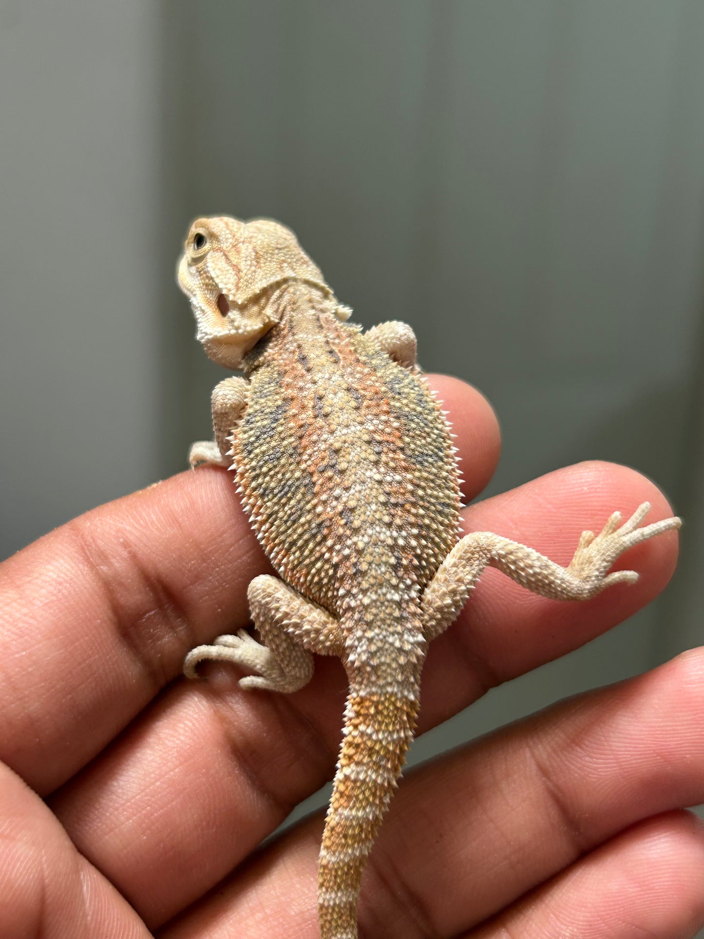 Pogona Hypo hembra