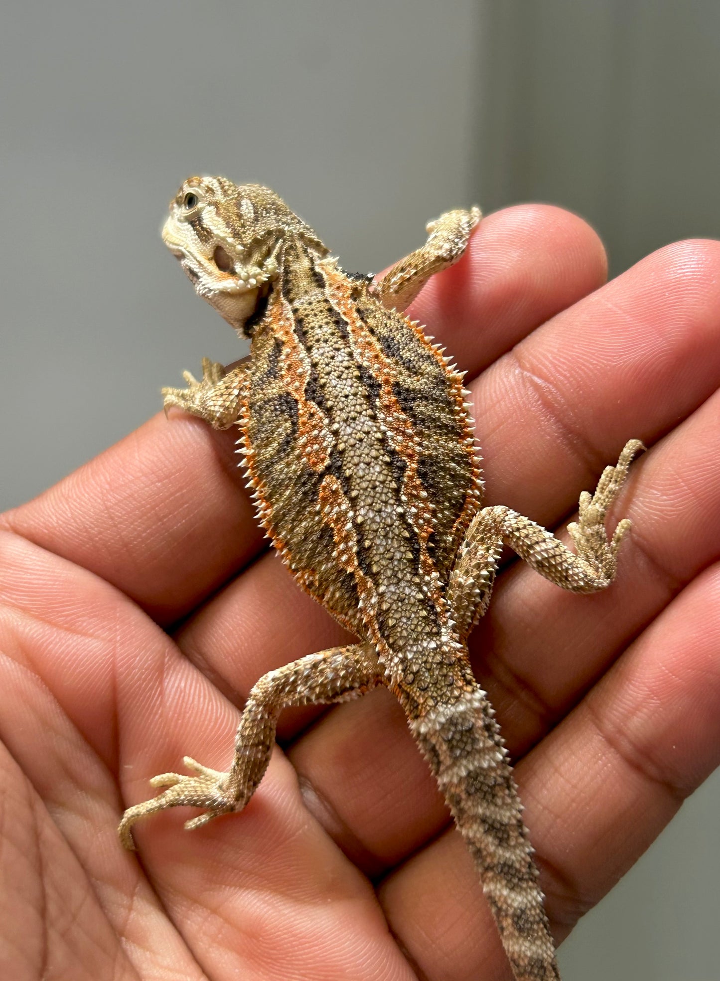 Pogona Nominal het hypo hembra