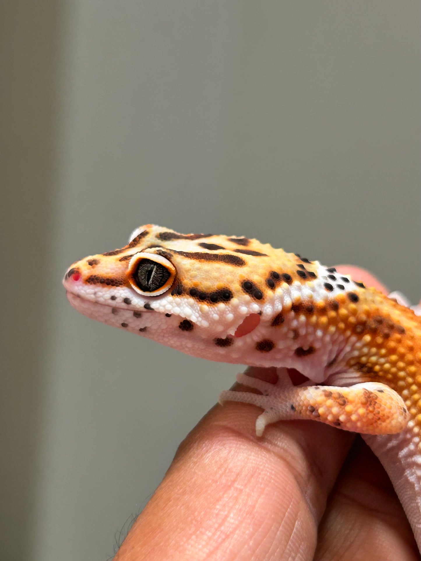 Gecko leopardo Blood inferno macho