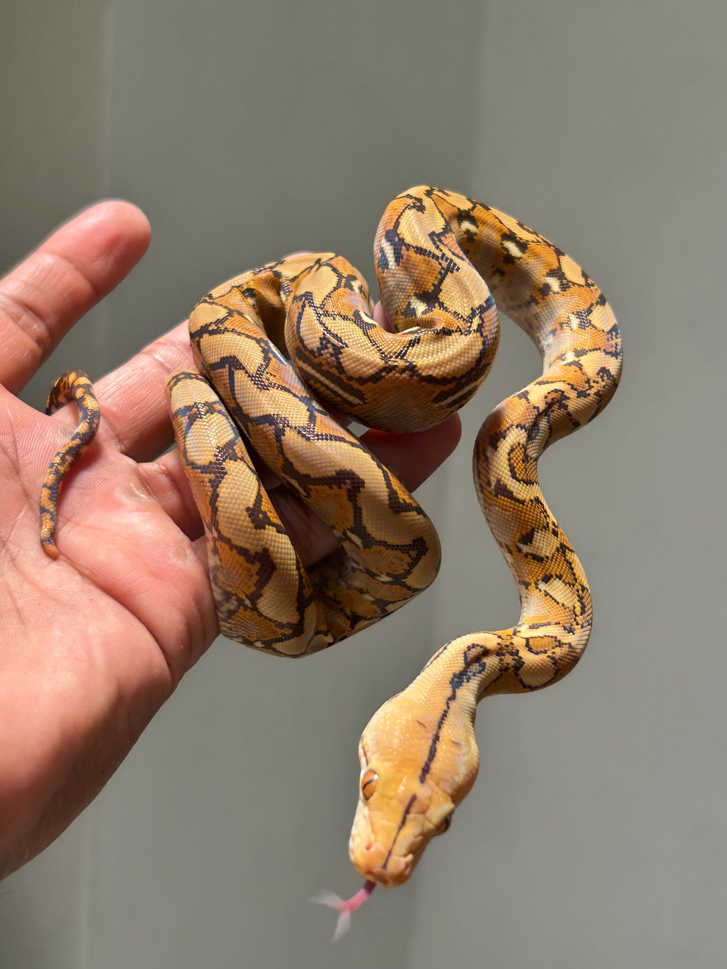 Pitón reticulada mochino hembra