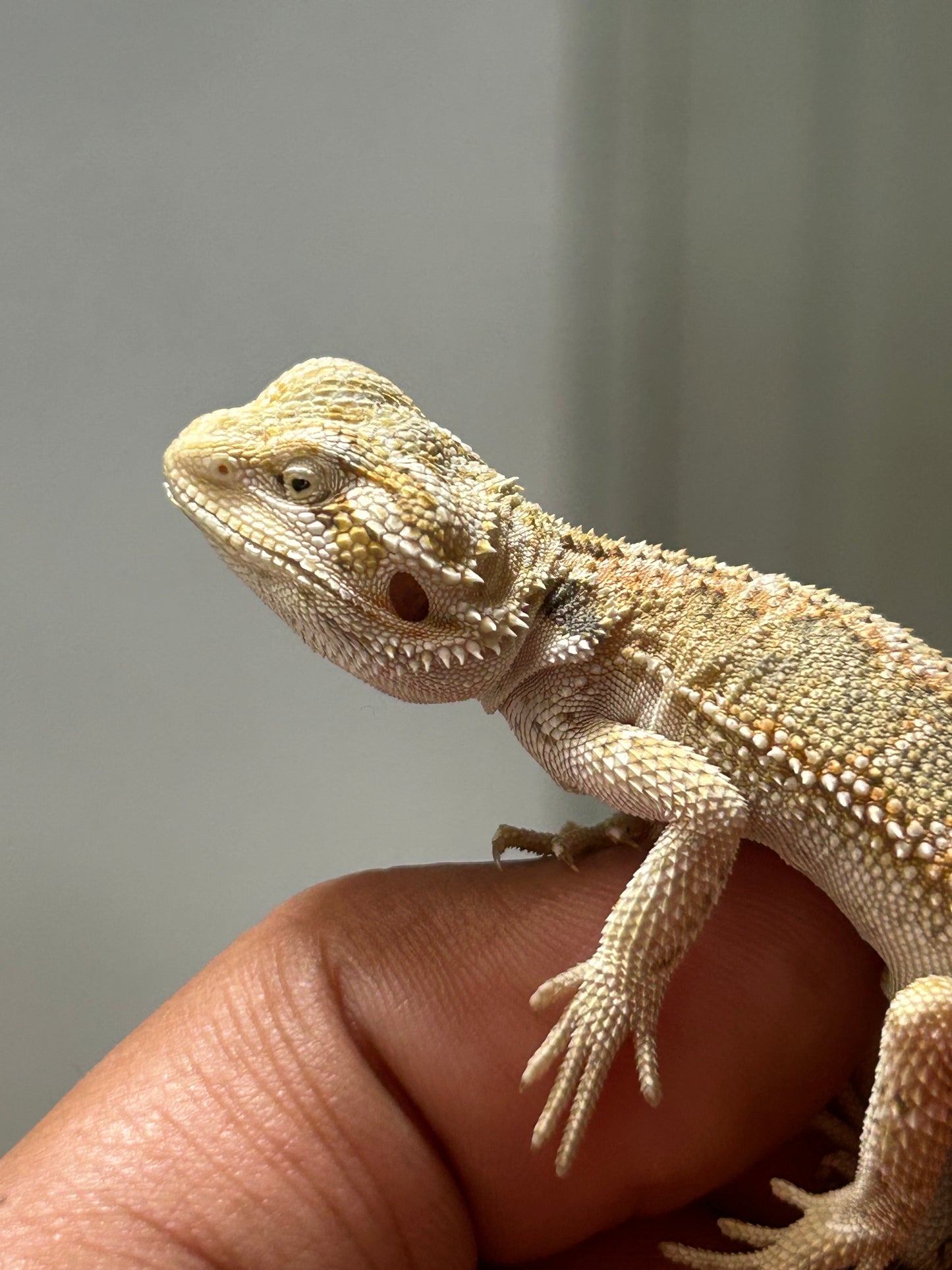 Pogona Hypo hembra (Con detalle)