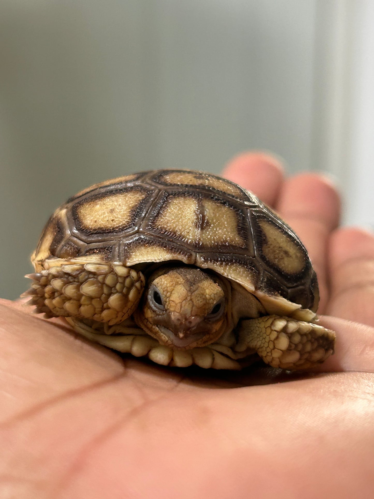 Tortuga sulcata cría