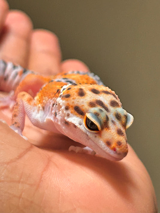 Gecko leopardo Blood inferno macho