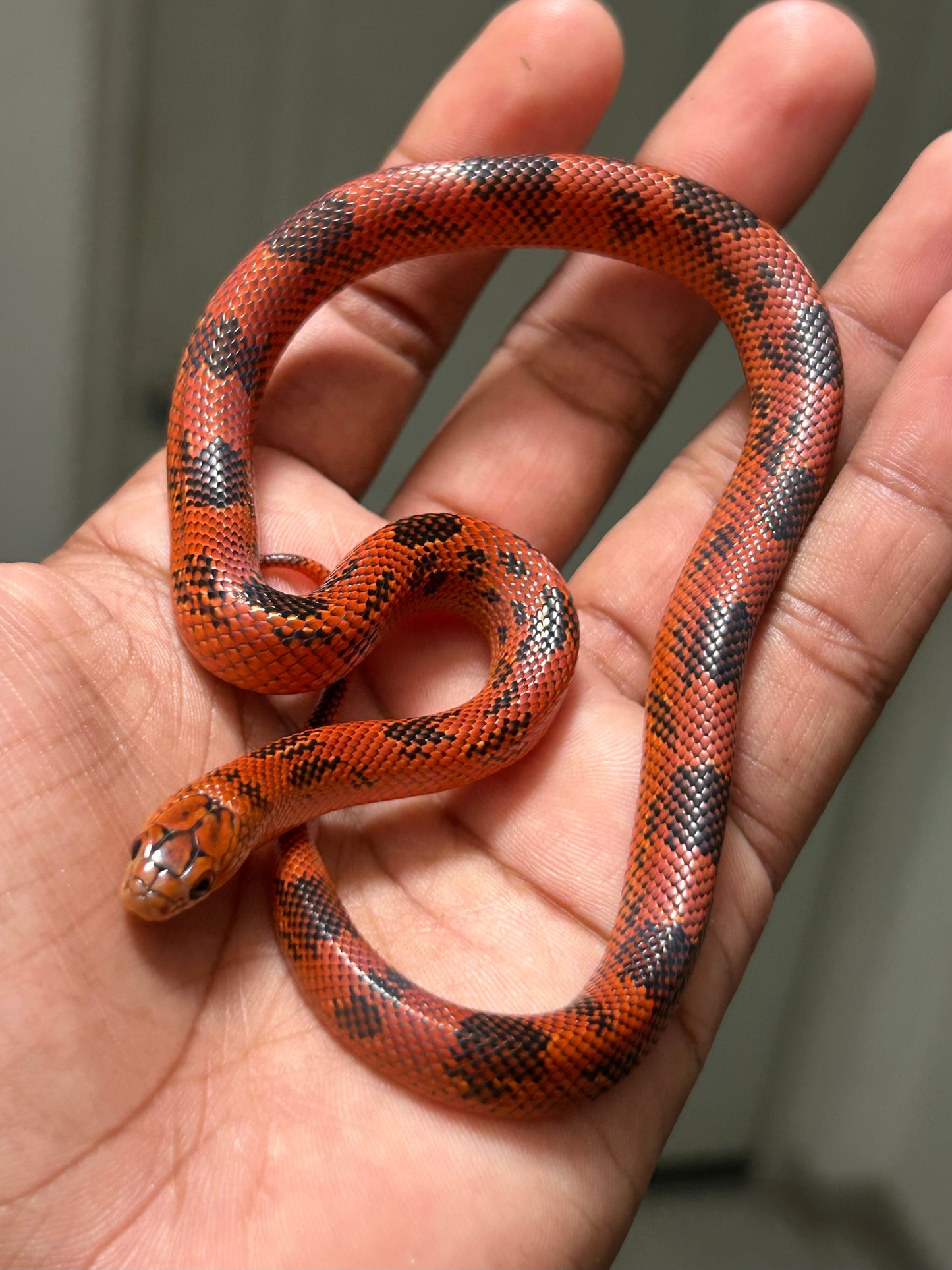 Serpiente blaze goini kingsnake macho
