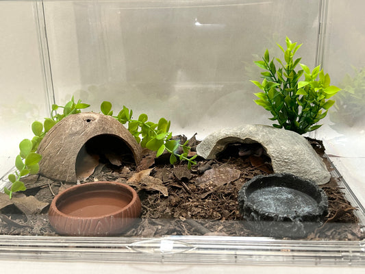 Terrario todo incluido