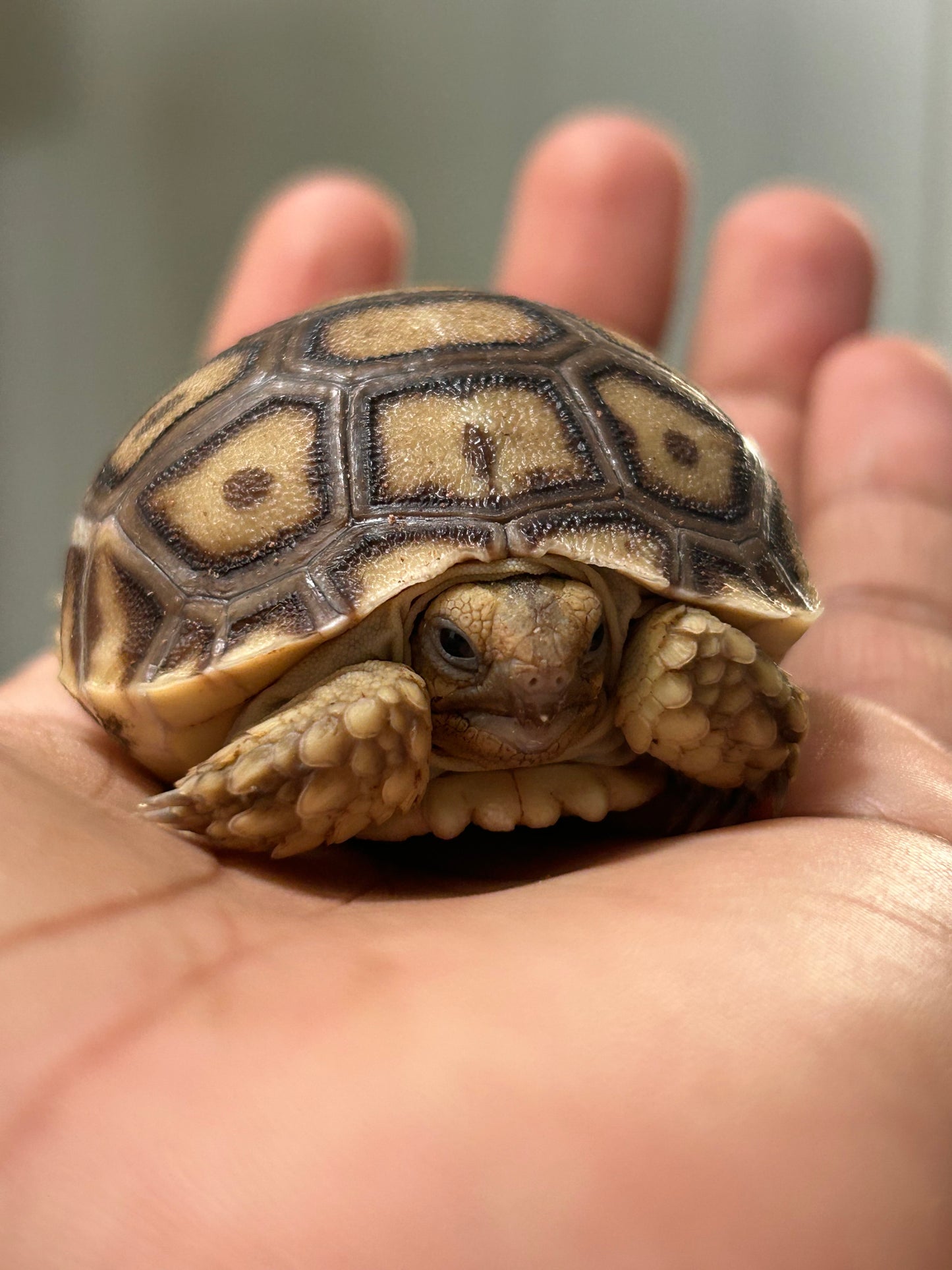 Tortuga sulcata cría