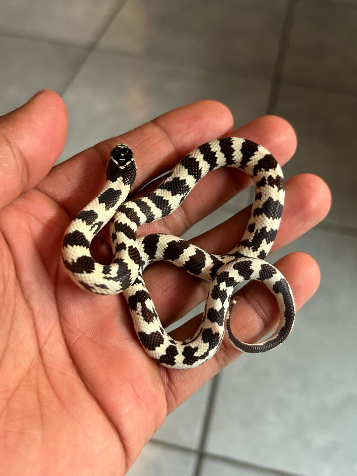 Serpiente rey de california hembra