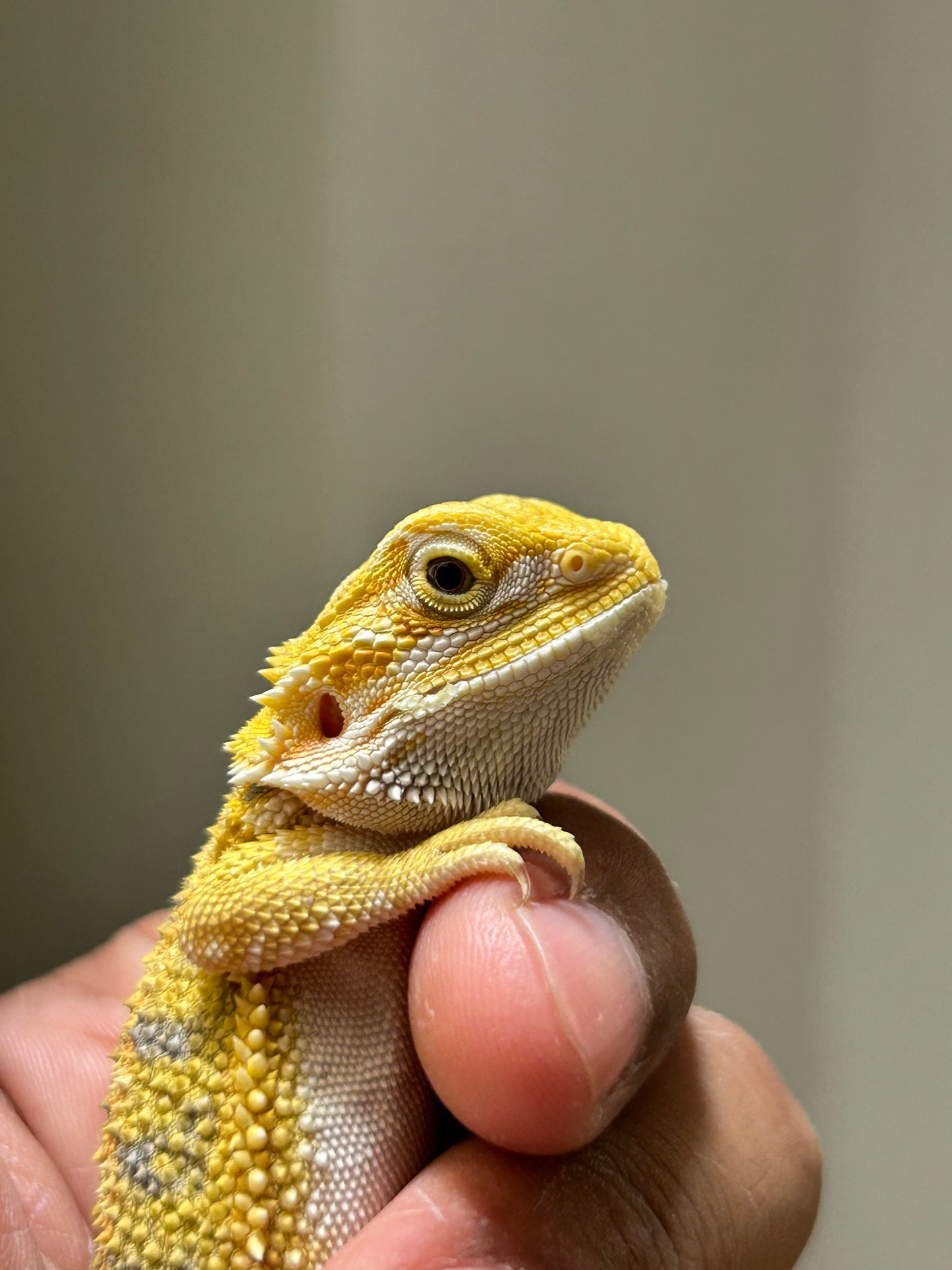 Pogona Citrus hypo hembra