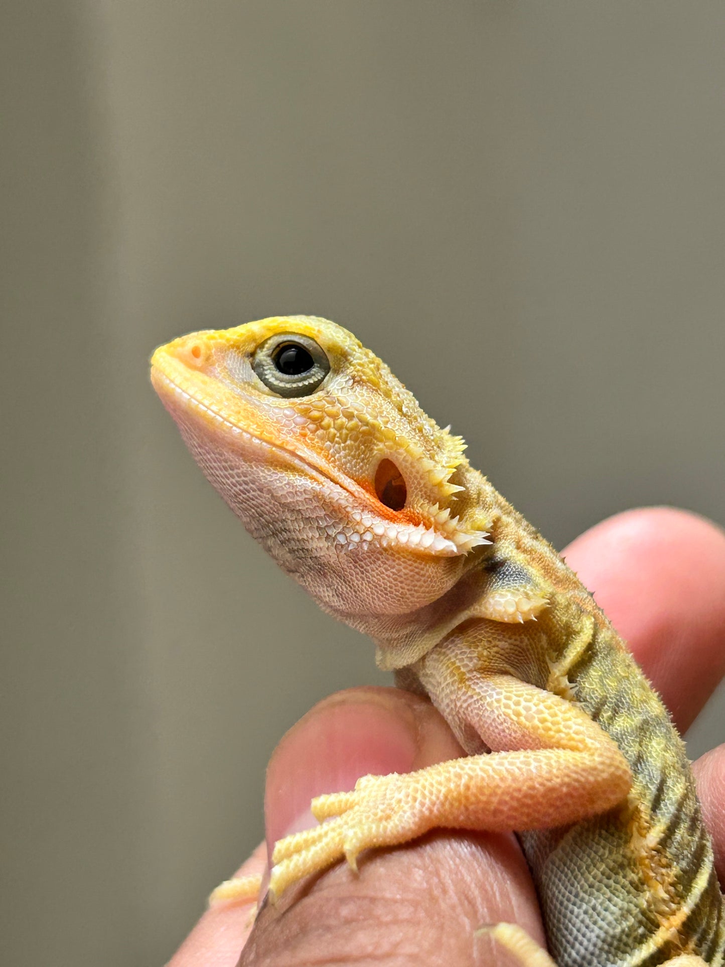 Pogona Citrus hypo trans leatherback dunner hembra