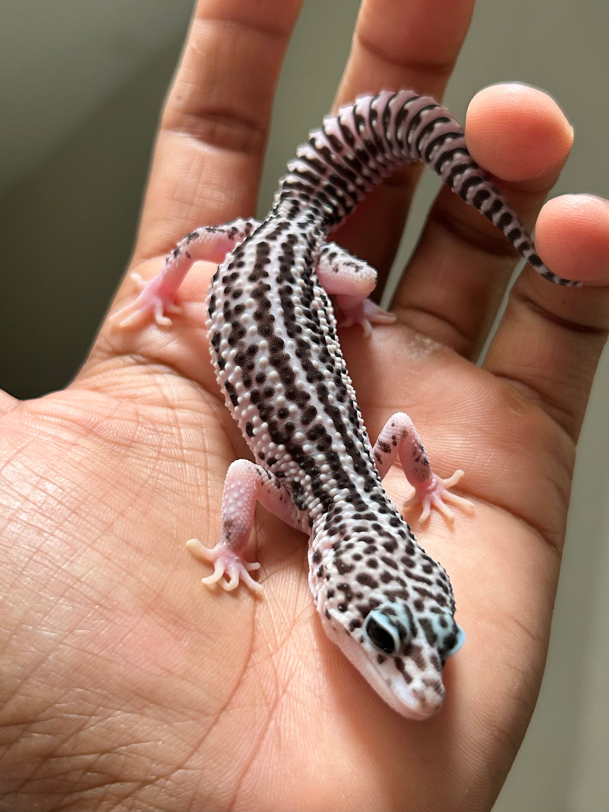 Gecko leopardo Super snow macho