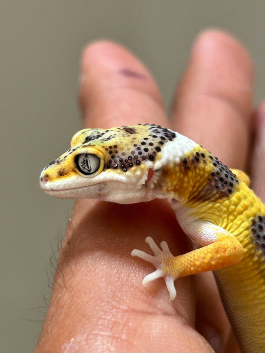 Gecko leopardo Lemon Frost