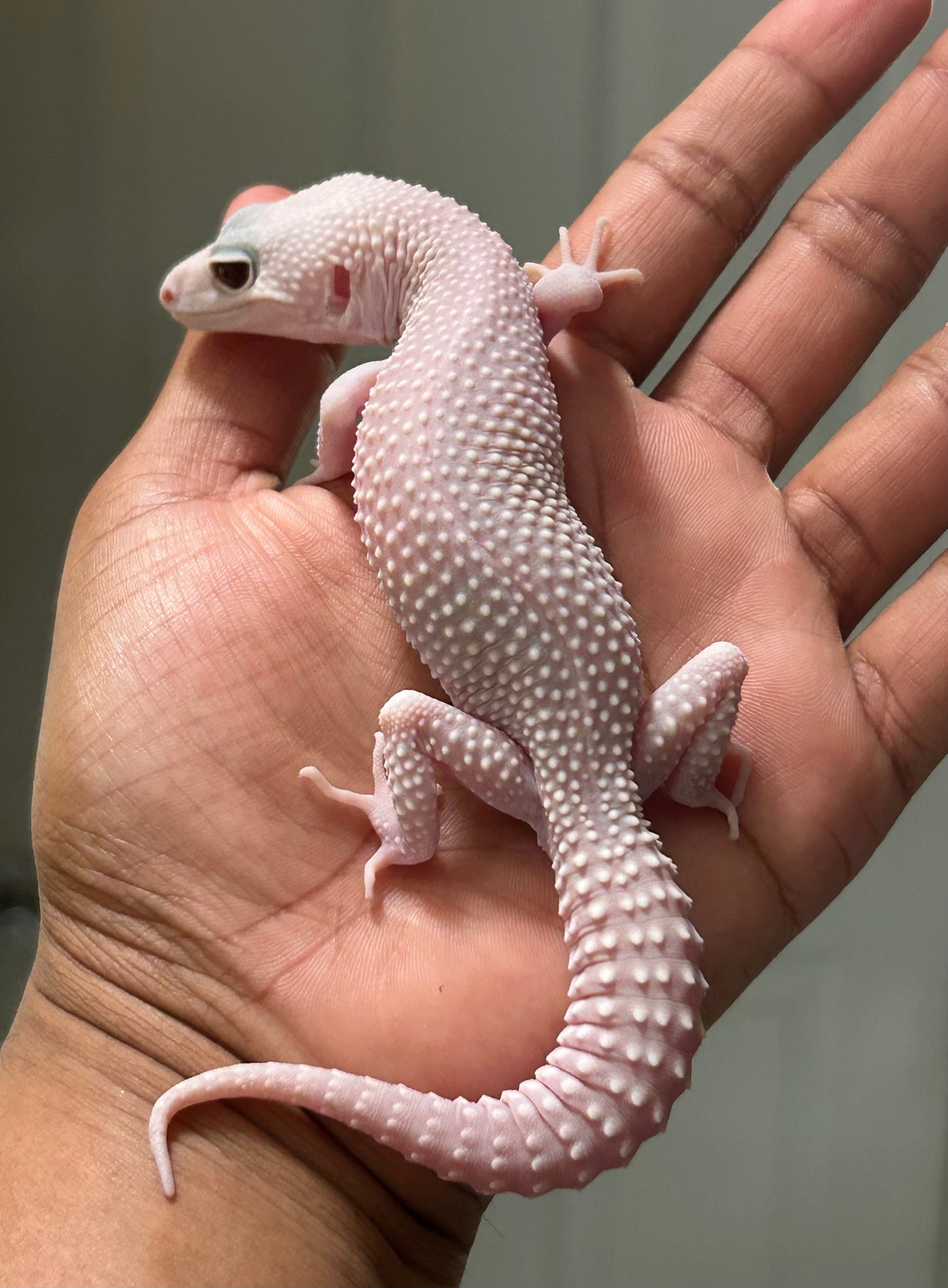 Gecko leopardo Snow diablo blanco macho