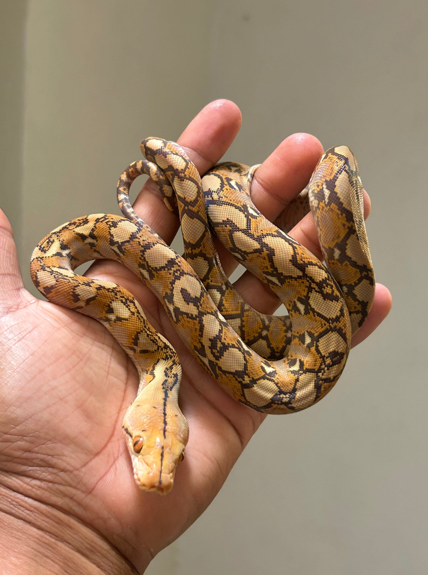 Pitón reticulada mochino macho