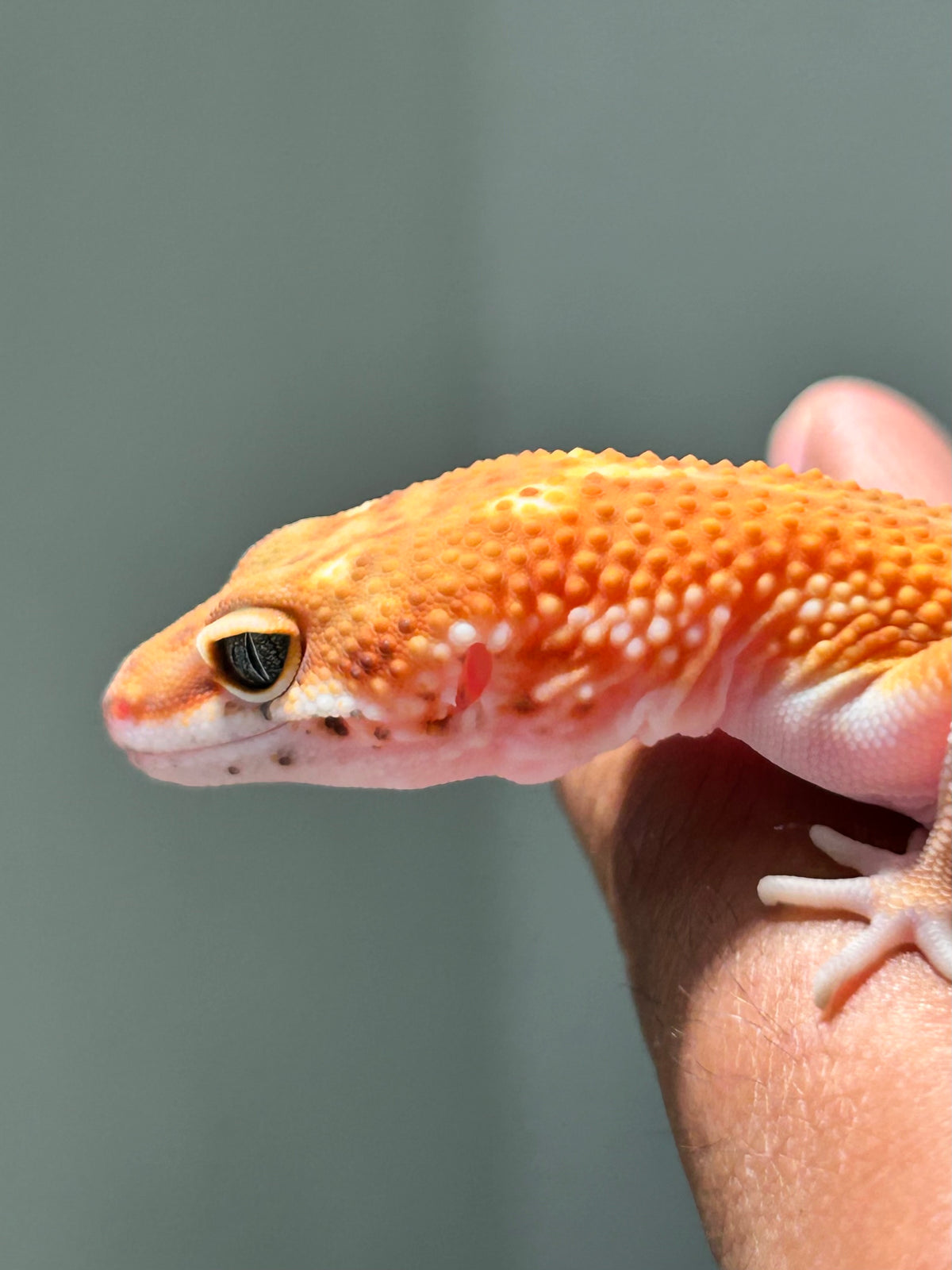 Gecko leopardo blood inferno macho