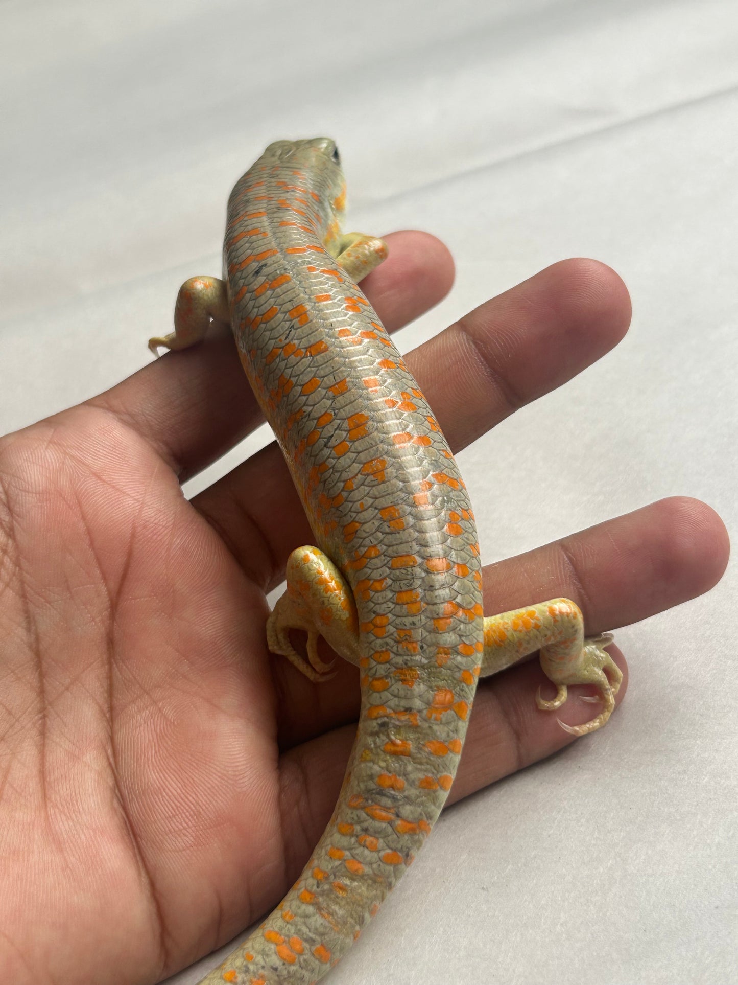 Skink shneider