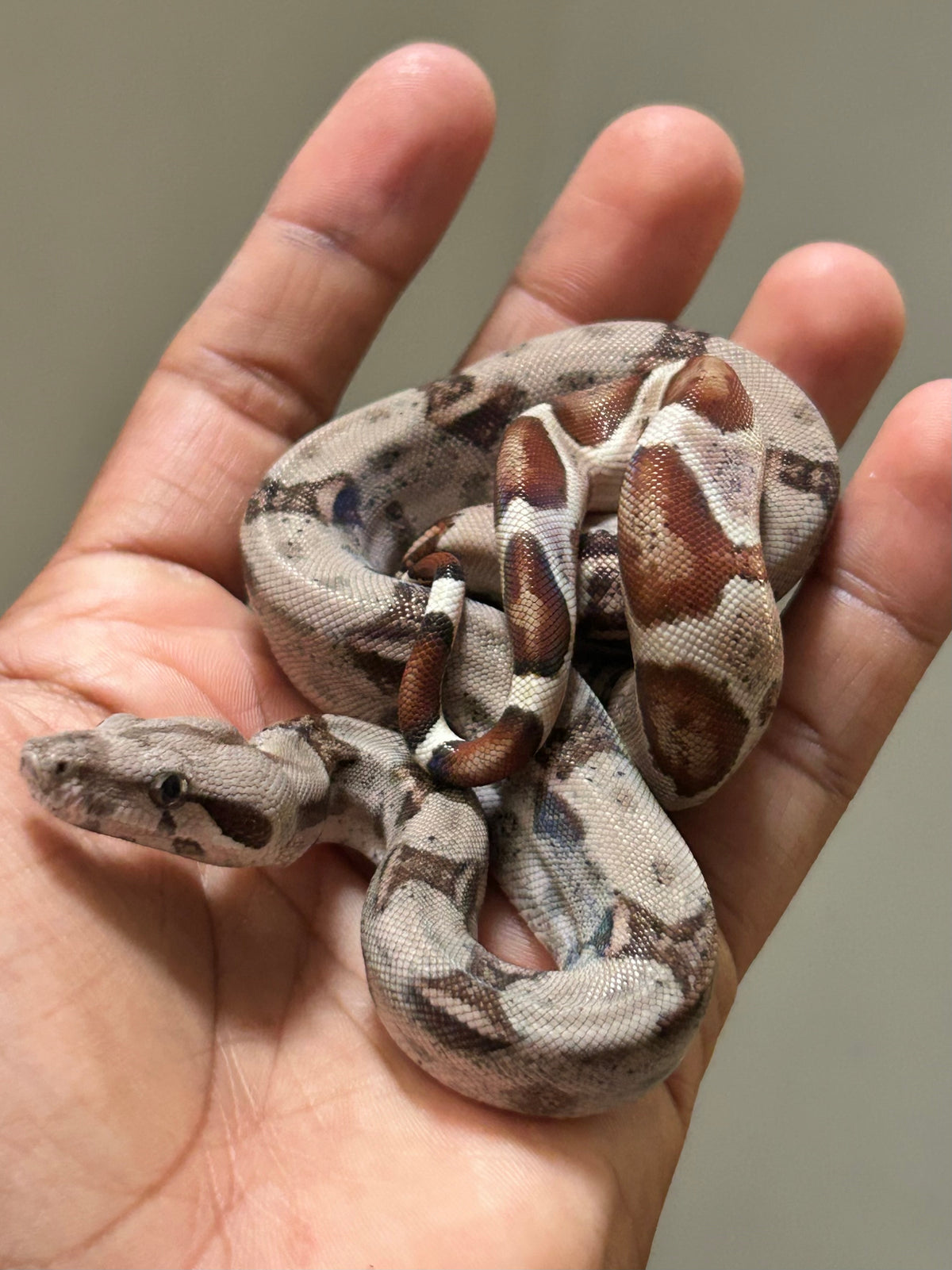 Boa colombiana Hypo hembra