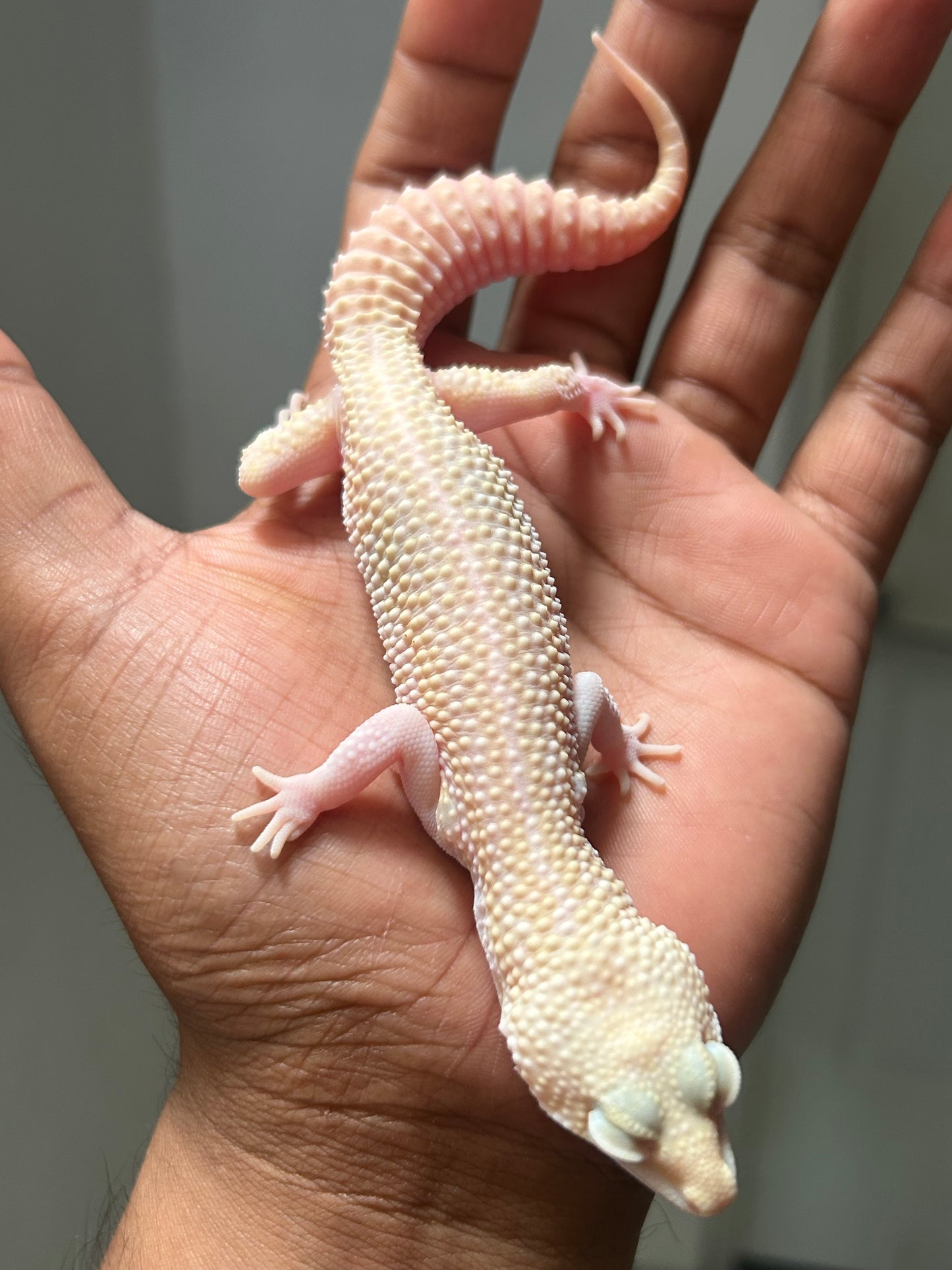 Gecko leopardo W&Y super snow tremper het eclipse macho