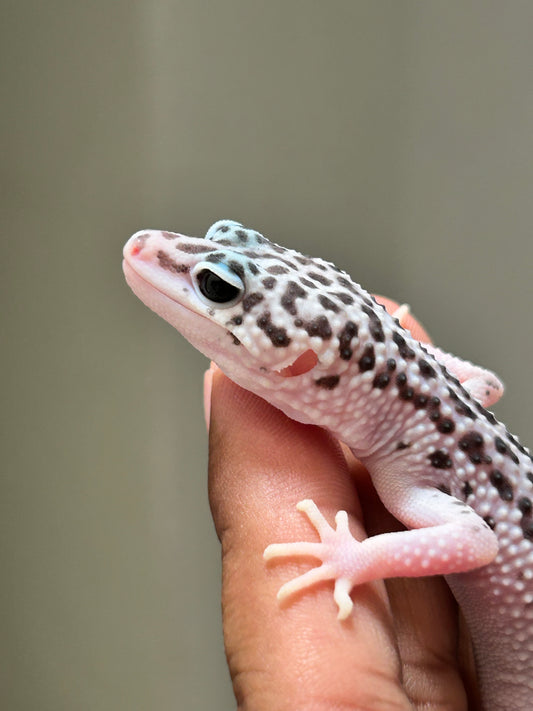 Gecko leopardo Super snow macho