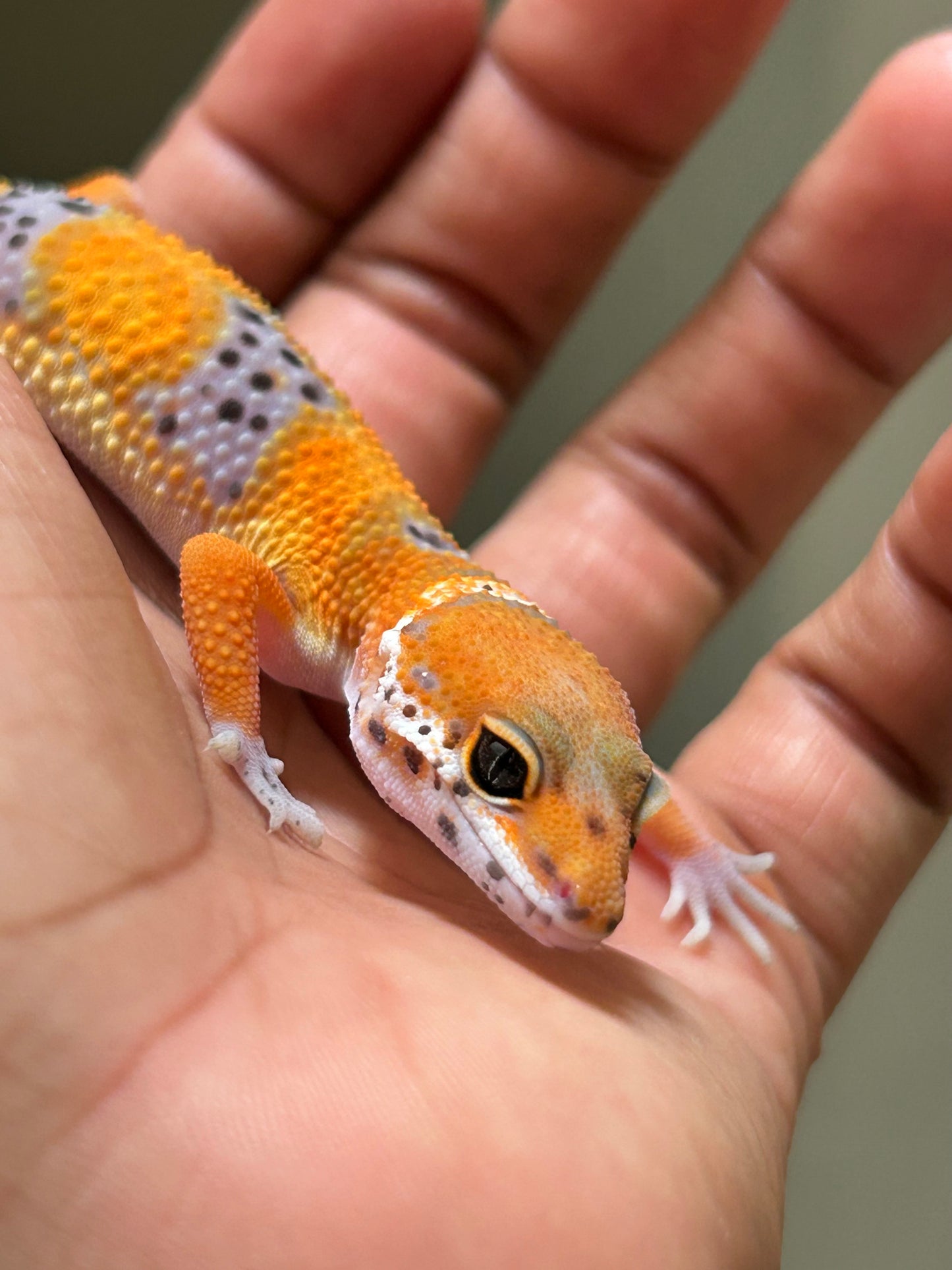 Gecko leopardo blood hembra