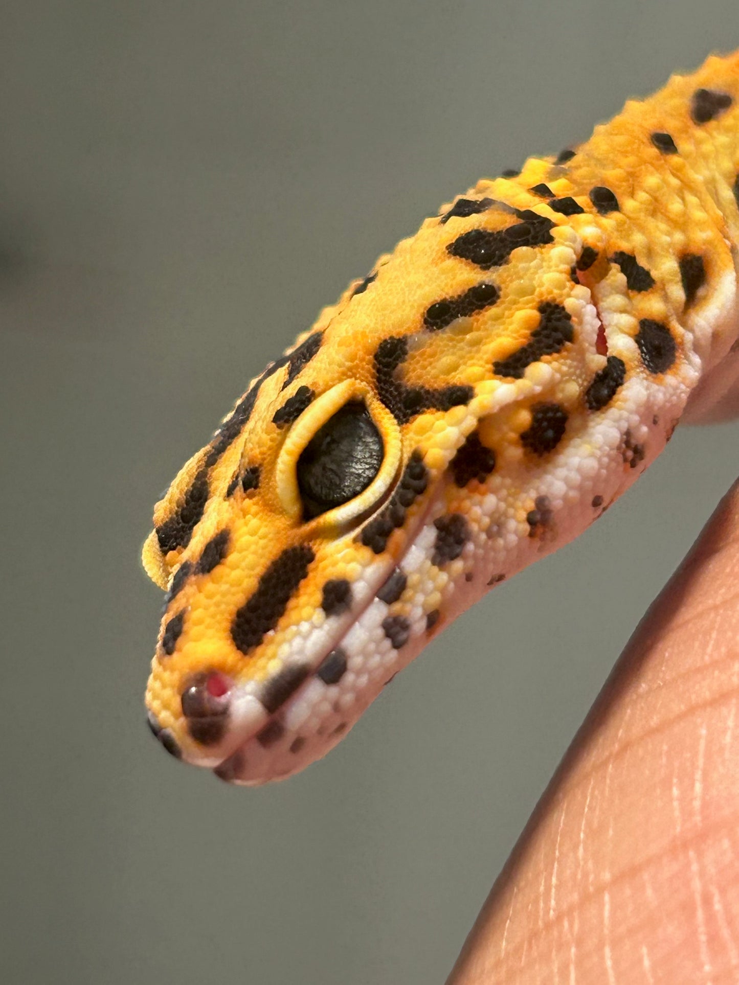 Gecko Leopardo Noir dèsir macho