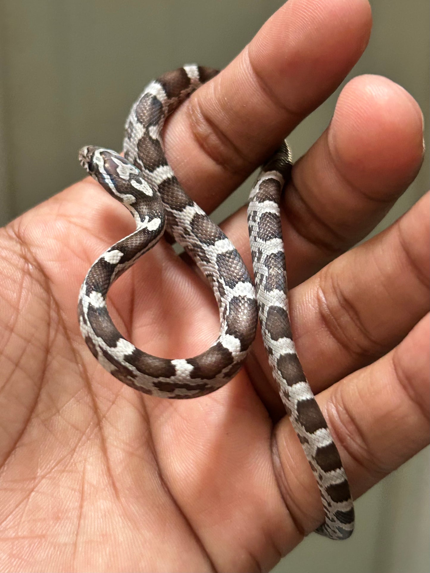 Serpiente maicera anery macho