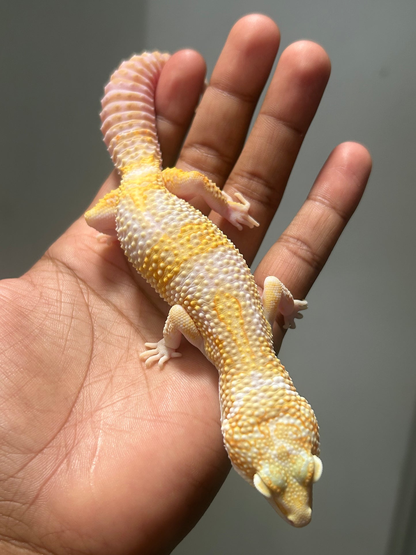 Gecko leopardo Snow tremper macho