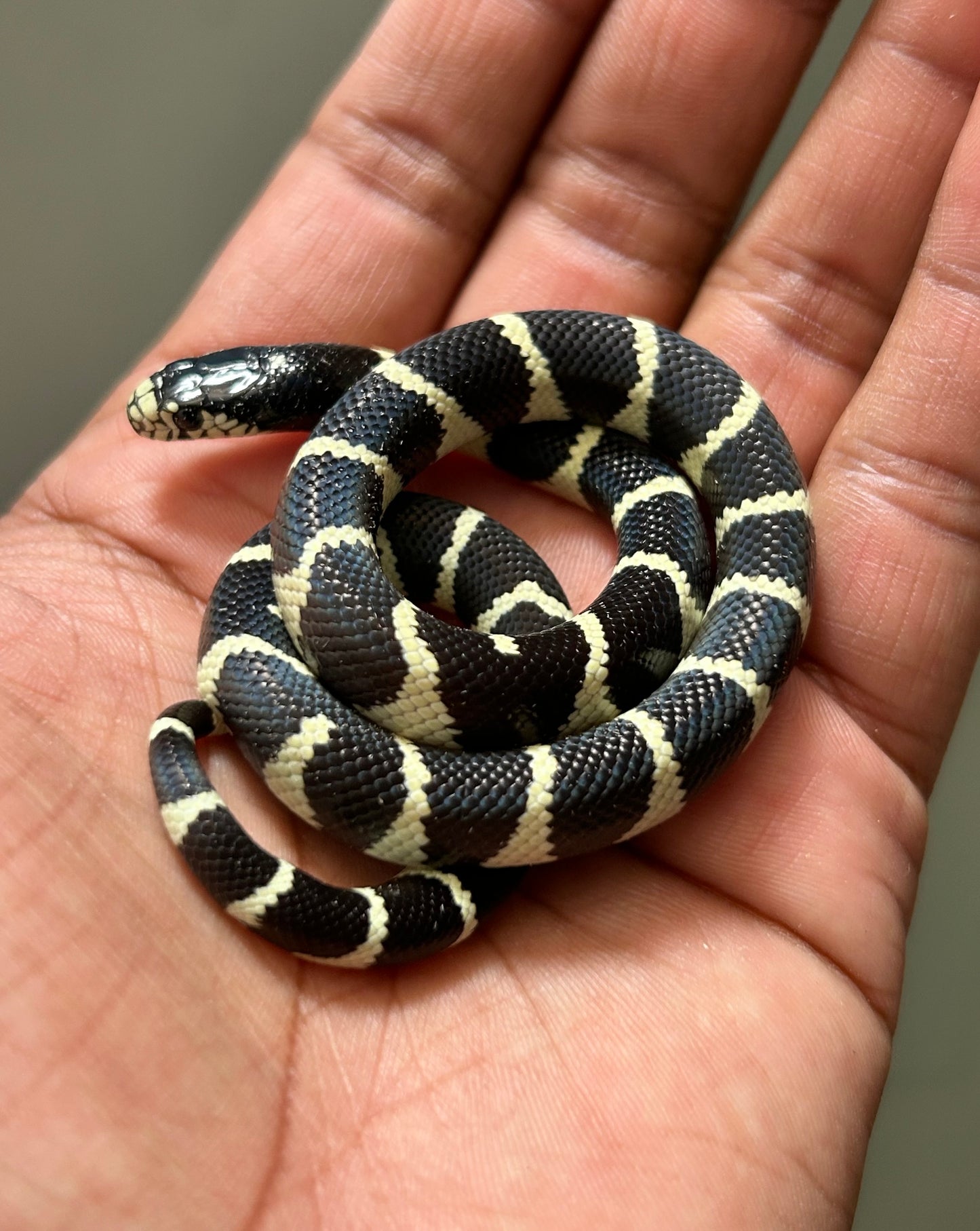Serpiente rey de california hembra