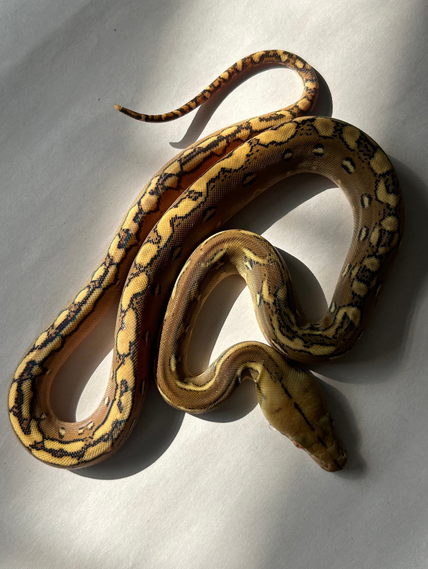 Pitón reticulada phantom macho