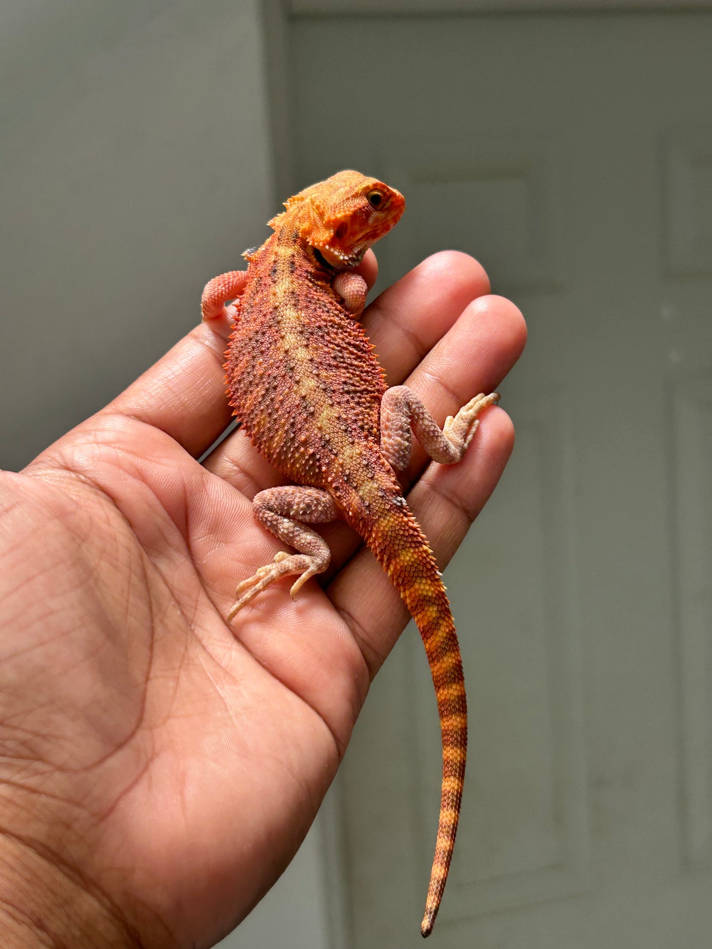 Pogona Red Monster x Chamuco hypo trans macho (Detalle en cola)